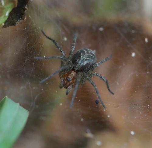 Agelena labyrinthica